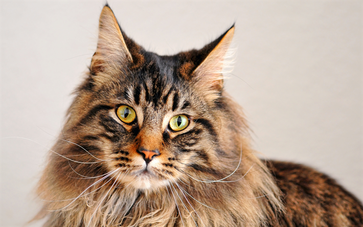 Maine Coon esponjoso, gato, mascotas, razas de gatos dom&#233;sticos, de ojos verdes, animales lindos