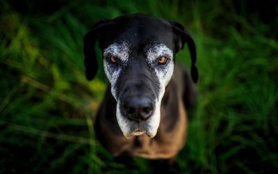 Tanskandoggi, l&#228;hikuva, lemmikit, koirat, kotimainen koira, Saksan Mastiffi, Dogue Allemand