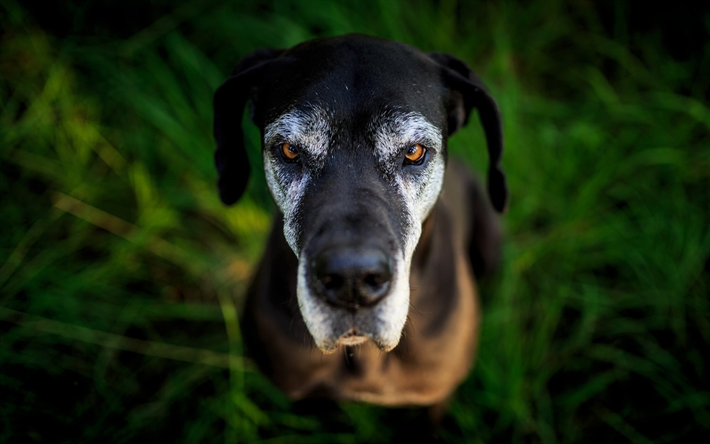 Great Dane, close-up, animais de estima&#231;&#227;o, cachorros, c&#227;o dom&#233;stico, Alem&#227;o C&#227;o De Ca&#231;a, Dogue Allemand