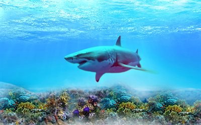 tibur&#243;n, la profundidad, el arrecife de coral, el mundo submarino, los depredadores