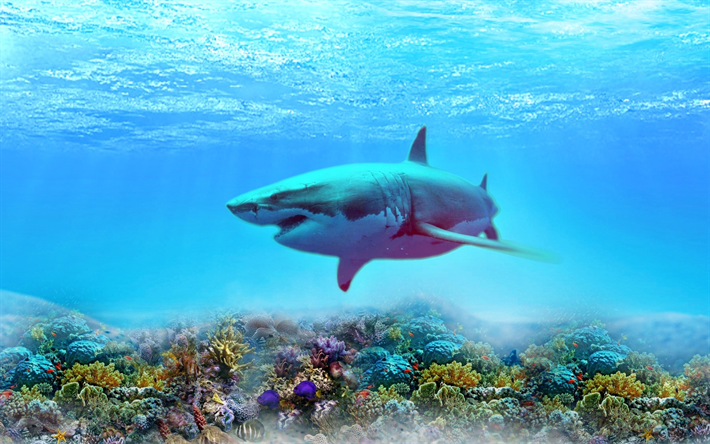 shark, depth, coral reef, underwater world, predators