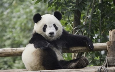 パンダ, 熊, かわいい動物たち, 動物園, 面白い動物