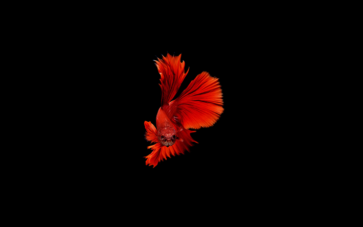 poisson d&#39;or, fond noir, minimsl, le poisson rouge
