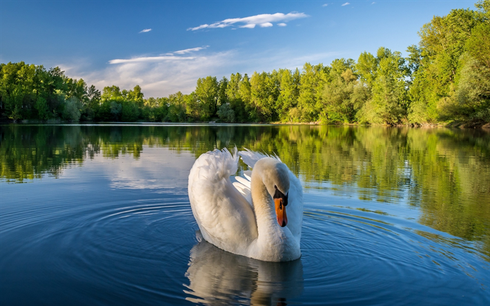 white swan, summer, lake, white bird, swans, Cygnini