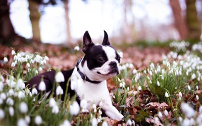 french bulldog, bokeh, flowers, dogs, black french bulldog, pets, cute animals, bulldogs