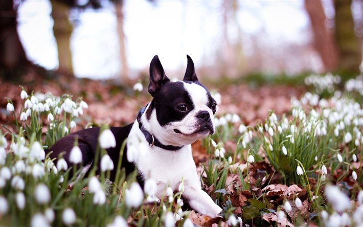 bulldog franc&#233;s, bokeh, flores, perros, negro, mascotas, animales lindos, bulldogs