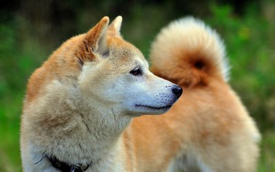 Akita Inu, bokeh, pets, dogs, close-up, cute animals, Akita Inu Dog