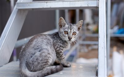 Burmilla, gray cat, pets, cute animals, breed of domestic cat, British cats