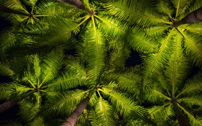 palmeiras, vista inferior, palmeira de folhas verdes, noite, ilhas tropicais