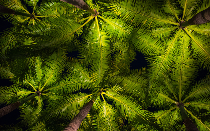 tall palms, bottom view, palm green leaves, evening, night, tropical islands