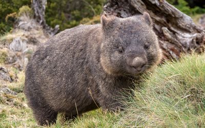 wombat, cute animals, marsupials, fauna, Australia