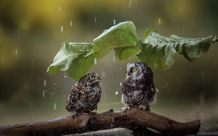 Coruja, chuva, a vida selvagem, engra&#231;ado aves, ave de rapina, Strigiformes