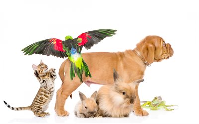 pets, Bordeaux dog, small brown puppy, parrots, kitten, rabbits, veterinary clinic concepts, Dogue de Bordeaux, Bordeaux Mastiff