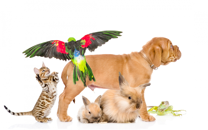 mascotas, Burdeos perro, marr&#243;n peque&#241;o cachorro, loros, gatito, conejos, cl&#237;nica veterinaria conceptos, Dogo de Burdeos