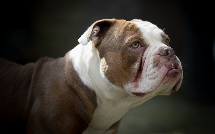 american bulldog, einem gro&#223;en wei&#223;-braunen hund, haustiere, hunderassen