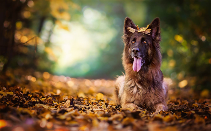 Pastore tedesco, autunno, animali domestici, bokeh, foresta, animali, cani, il Cane da Pastore tedesco