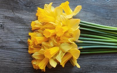 narcisi, fiori gialli, bouquet di narcisi, bouquet giallo, sfondo con narcisi