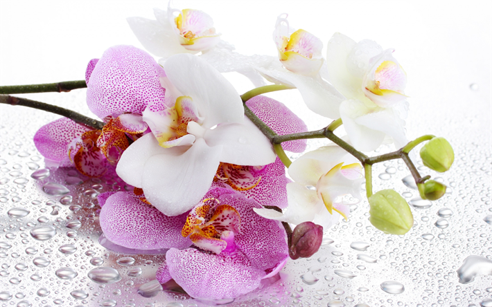 Pink orchids, white orchid, tropical flowers, orchids