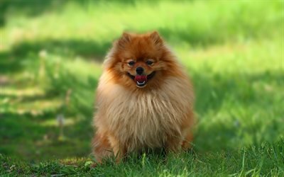 Pomeranian Spitz, small dog, green grass, cute animals, dogs, pets