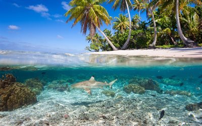 Underwater world of tropical islands, shark, palm trees, summer, tropical island