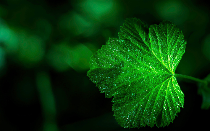 green leaf, plant, close-up, summer