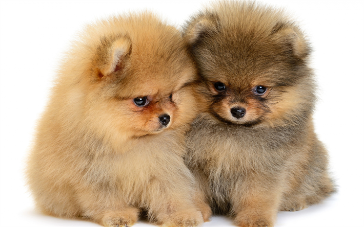 El pomerania, cachorros, peque&#241;os perros lindos, mascotas, esponjoso perros