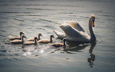 little swans, swan family, lake, beautiful birds, Young swans, swans