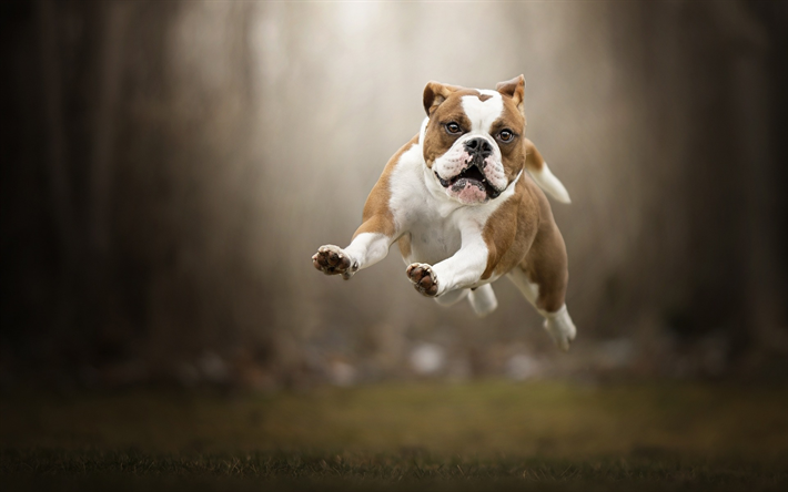 Bulldog ingl&#234;s, saltar, flying dog, animais fofos, branco marrom do c&#227;o, bulldogs, floresta, &#225;rvores, cachorros