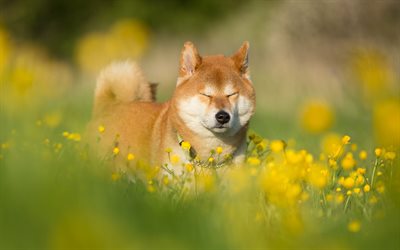 Shiba Inu, lawn, pets, bokeh, cute dog, dogs, Shiba Inu Dog