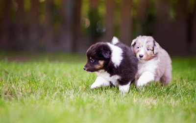 cute little Aussies, furry puppies, Australian Shepherd Dog, pets, dogs, white puppy with blue eyes, green grass