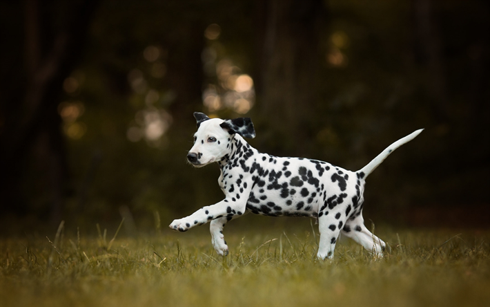 Dalmatian, little puppy, white dog with black spots, cute animals, pets, dogs