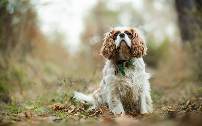 Cavalier King Charles Spaniel, bokeh, pets, cute animals, forest, dogs, Cavalier King Charles Spaniel Dog
