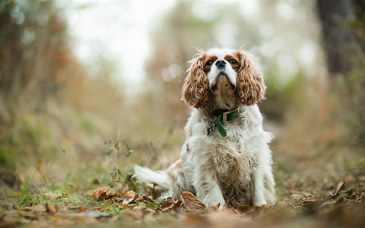 Cavalier King Charles Spaniel, bokeh, husdjur, s&#246;ta djur, skogen, hundar, Cavalier King Charles Spaniel Hund