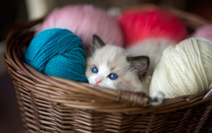 small gray kitten, Ragdoll, little cat in the basket, kitten with blue eyes, cute animals, cats