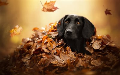 black labrador, autumn, retriever, pets, bokeh, cute animals, black retriever, labradors