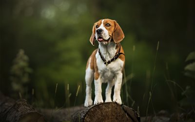 Beagle, forest, cute dog, pets, summer, dogs, cute animals, Beagle Dog
