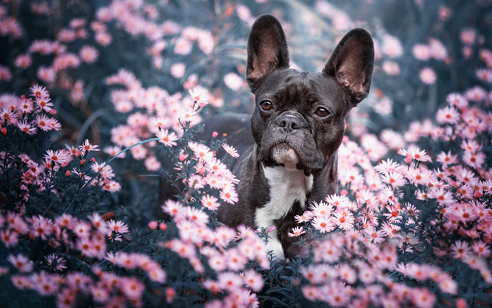 Bouledogue fran&#231;ais, petit chien noir, des animaux, des fleurs sauvages, noir chiot de bouledogue, chiens