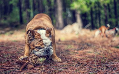 brown dog, english bulldog, funny animals, dogs, forest, pets