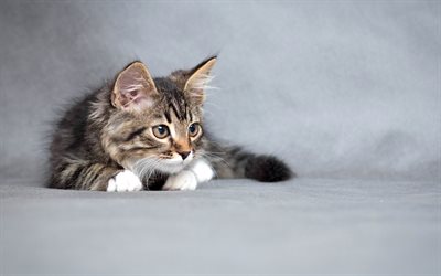 fluffy gray cat, pets, cute animals, small cats, domestic cat, kitten