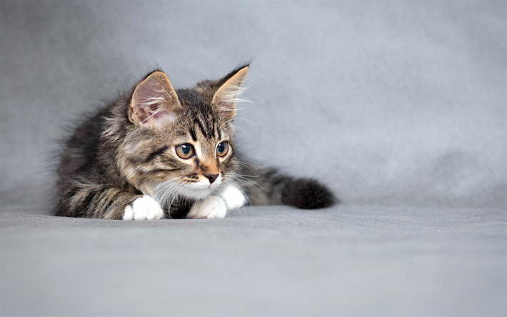esponjoso gris, gato, mascotas, animales lindos, peque&#241;os gatos, gato dom&#233;stico, gatito