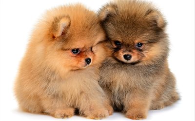 4k, Spitz, puppies, cute animals, family, Pomeranian, pets, dogs, Pomeranian Spitz