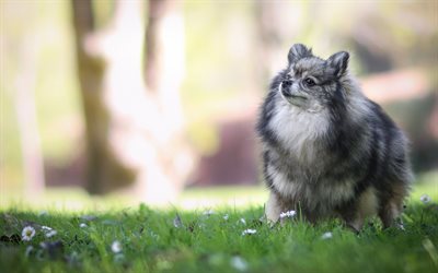 gray pomeranian dog, cute dog, fluffy gray dog, green grass, cute animals, dogs, spitz