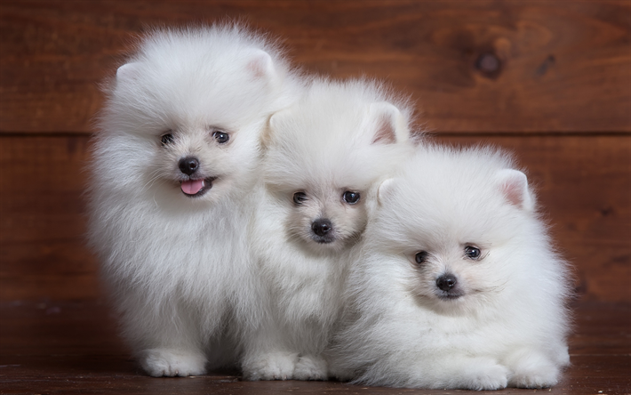 blanco esponjoso spitz, tres perros peque&#241;os, blancos cachorros de Pomerania, esponjosas lindos perros, mascotas, perros