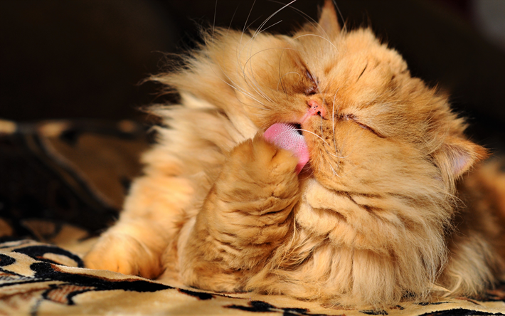 persische katze, close-up, ginger cat, flauschige katze, ingwer persian, katzen, hauskatzen, haustiere, persisch