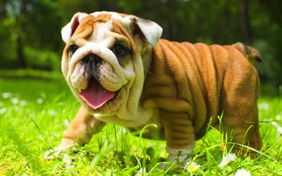 English Bulldog, lawn, cute animals, green grass, pets, puppy, English Bulldog Dogs, funny dog