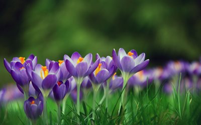 crochi viola, 4k, primavera, fiori viola, crochi, close-up, bokeh, fiori di primavera, crochi 4K