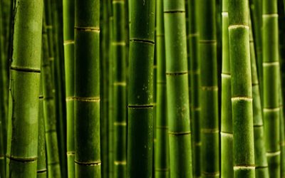 yeşil bambu g&#246;vdeleri, makro, bambusoideae sopa, yakın &#231;ekim, bambu dokular, yeşil bambu doku, bambu kamışı, bambu sopa, yeşil ahşap arka plan, yatay bambu doku, bambu