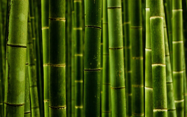 bambu verde troncos, macro, bambusoideae varas, close-up, bambu texturas, bambu verde textura, canas de bambu, varas de bambu, verde de madeira de fundo, horizontal de bambu textura, bambu