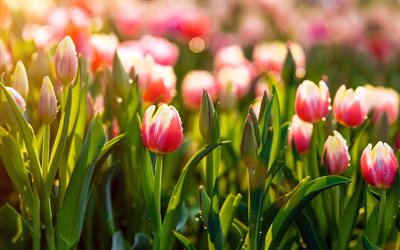 4k, tulipani rosa di campo, mattina, macro, rugiada, rosa, fiori, tulipani, tulipani rosa, estate