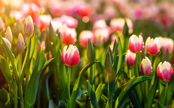 4k, rosa tulipanes campo, la ma&#241;ana, macro, roc&#237;o, flores rosas, tulipanes, rosas tulipanes, verano